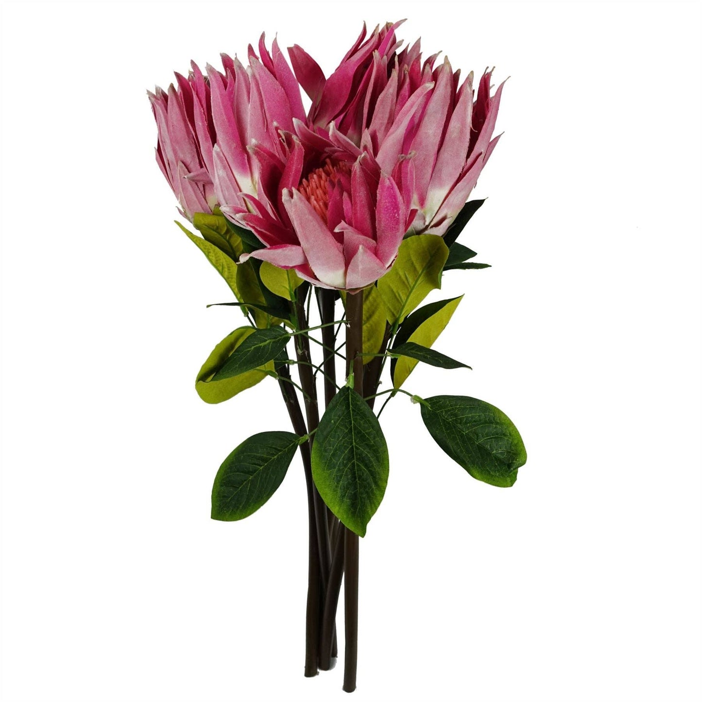 Protea Sugarbush Flower Stem