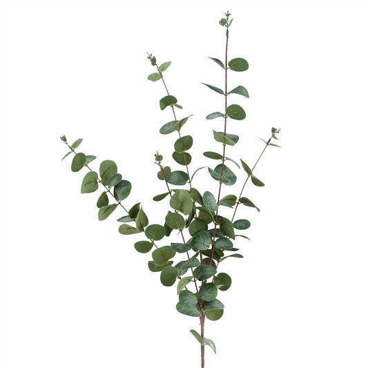 Eucalyptus Foliage