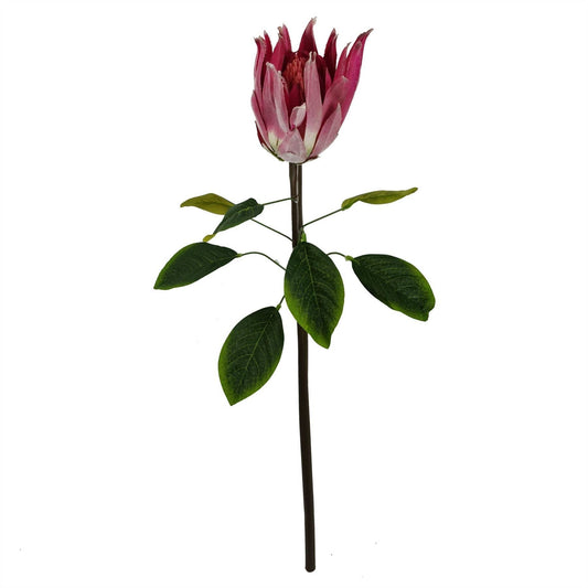 Protea Sugarbush Flower Stem