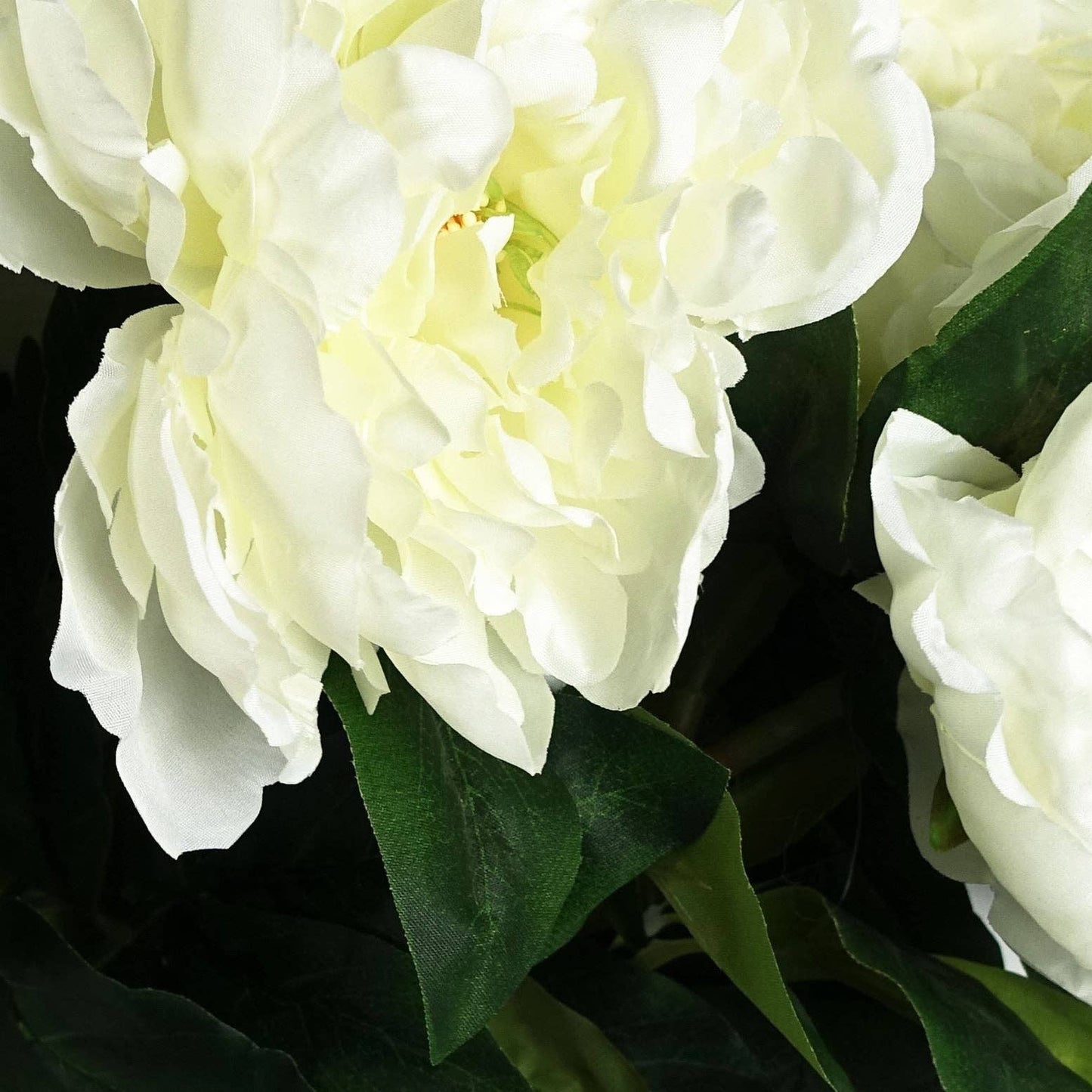 White Peony Stem