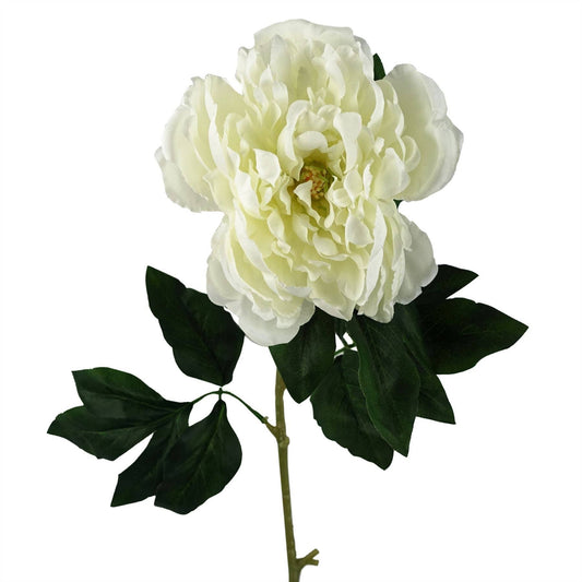 White Peony Stem