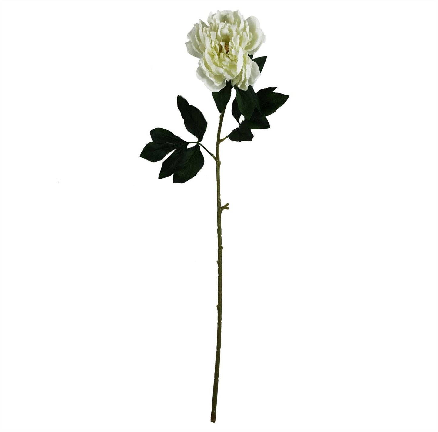 White Peony Stem