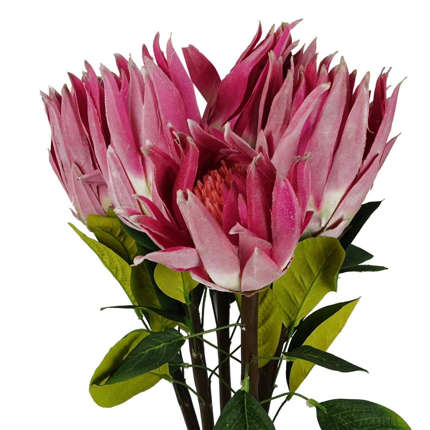 Protea Sugarbush Flower Stem